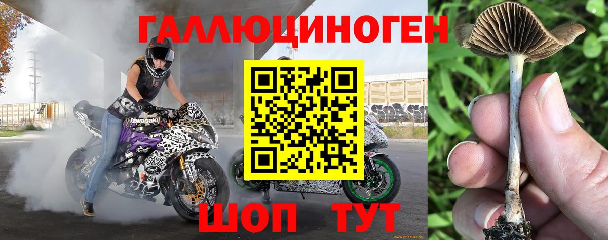 Псилоцибиновые грибы Psilocybe Кимры